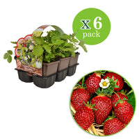 6x Strawberry Fragaria ananassa - Mix in a pot - Organic