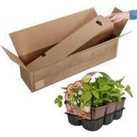 6x Strawberry Fragaria ananassa - Mix in a pot - Organic