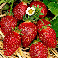 6x Strawberry Fragaria ananassa - Mix in a pot - Organic