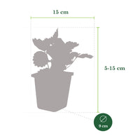 6x Strawberry Fragaria ananassa - Mix in a pot - Organic