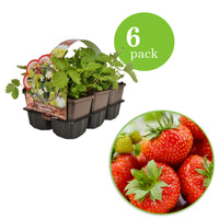 6x Strawberry Fragaria 'Sonata' - Organic in a pot