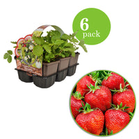 6x Strawberry Fragaria 'Ostara' - Organic in a pot