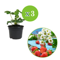 3x Strawberry Fragaria 'Summer Breeze Snow' - Organic in a pot