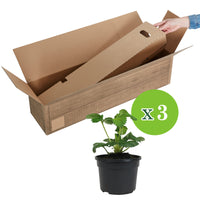 3x Strawberry Fragaria 'Summer Breeze Snow' - Organic in a pot