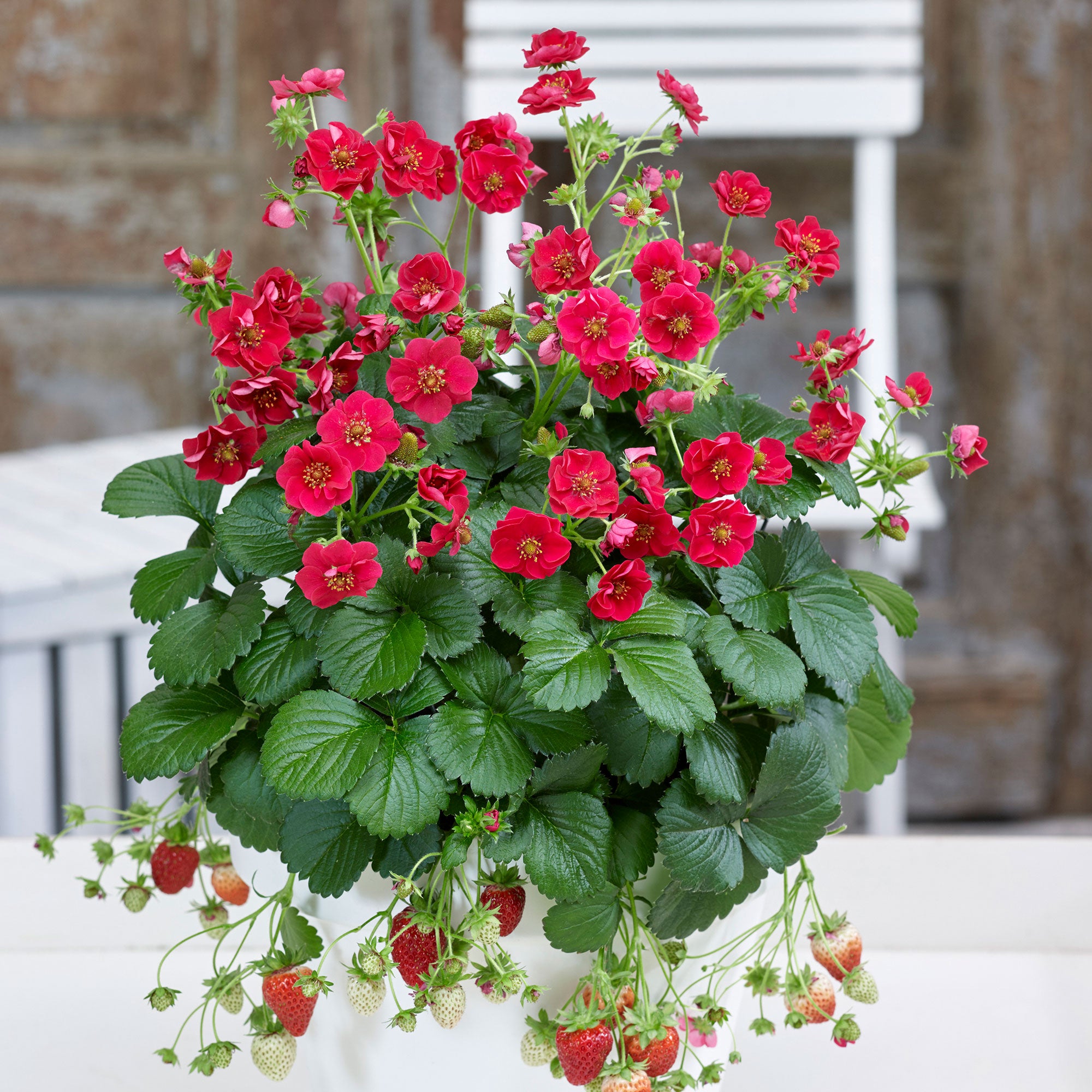 Buy 3x Strawberry Fragaria 'Summer Breeze Rose' - Organic in a pot