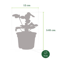 3x Strawberry Fragaria 'Summer Breeze Snow' - Organic in a pot
