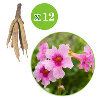 6x Gloxinia Incarvillea delavayi pink