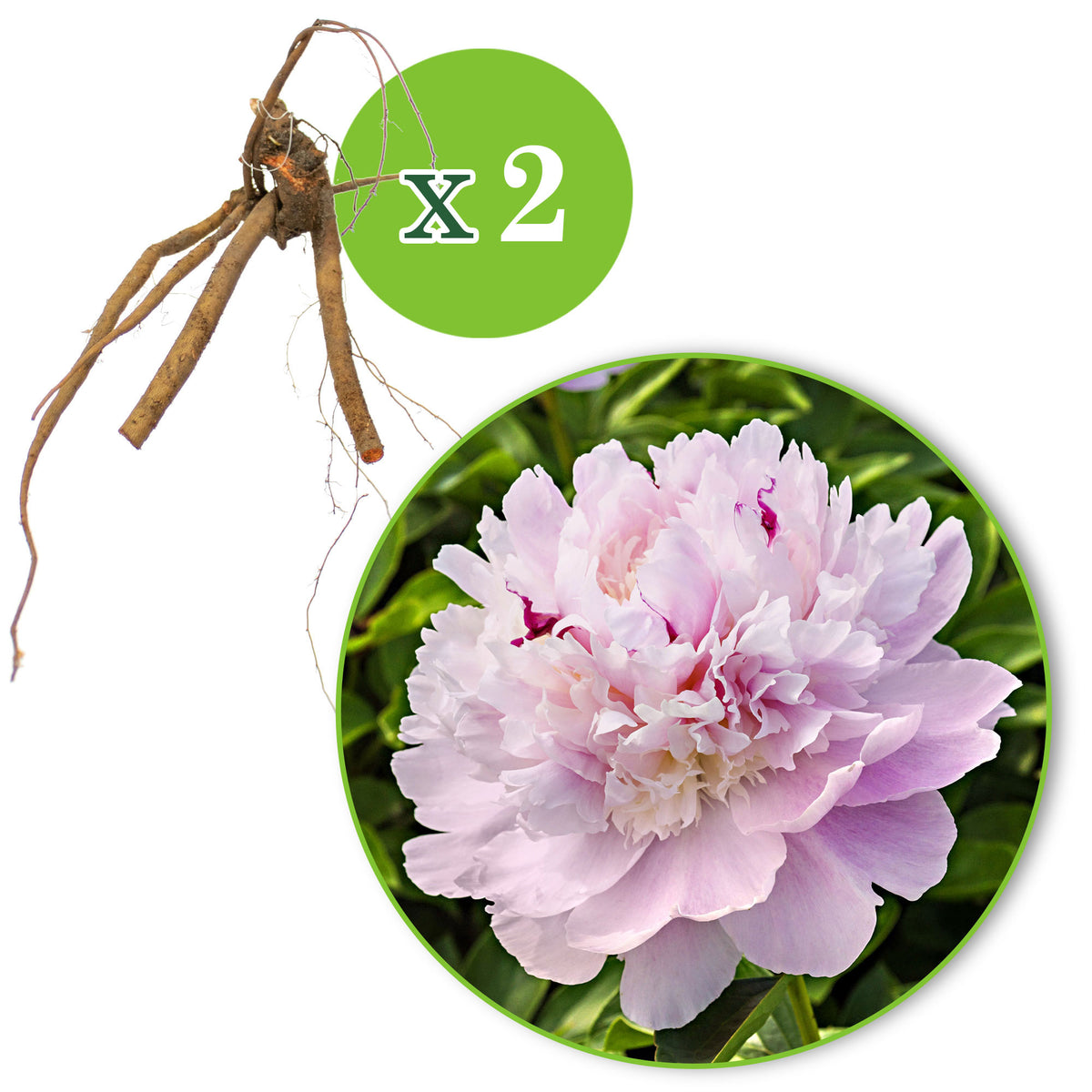 Peonies Paeonia 'Eden's Parfume' pink - Bare rooted - Hardy plant