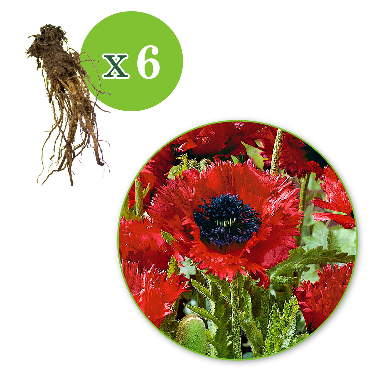 3x Oriental poppy Papaver 'Türkenlouis' red - Bare rooted - Hardy plant