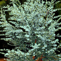 Gum tree Eucalyptus gunnii grey-green