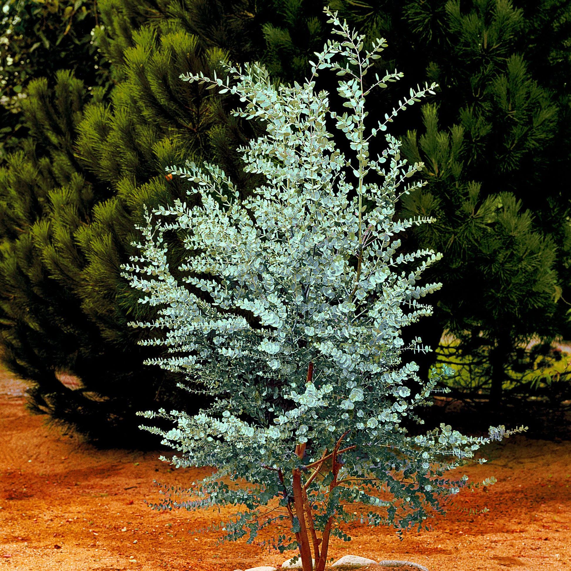 gum tree house plant Buy Gum tree Eucalyptus gunnii grey-green