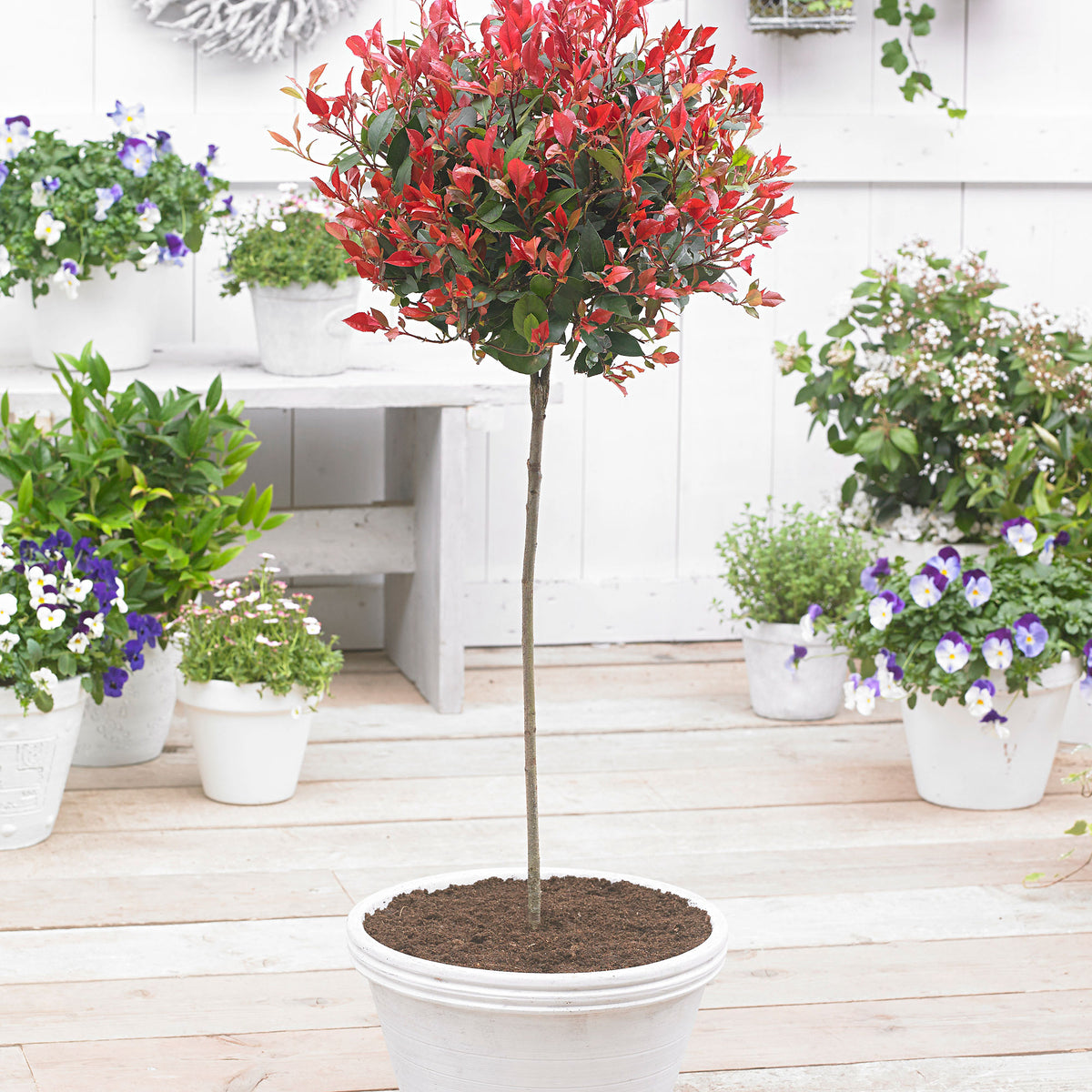 Photinia Photinia 'Red Robin' on stem green-red