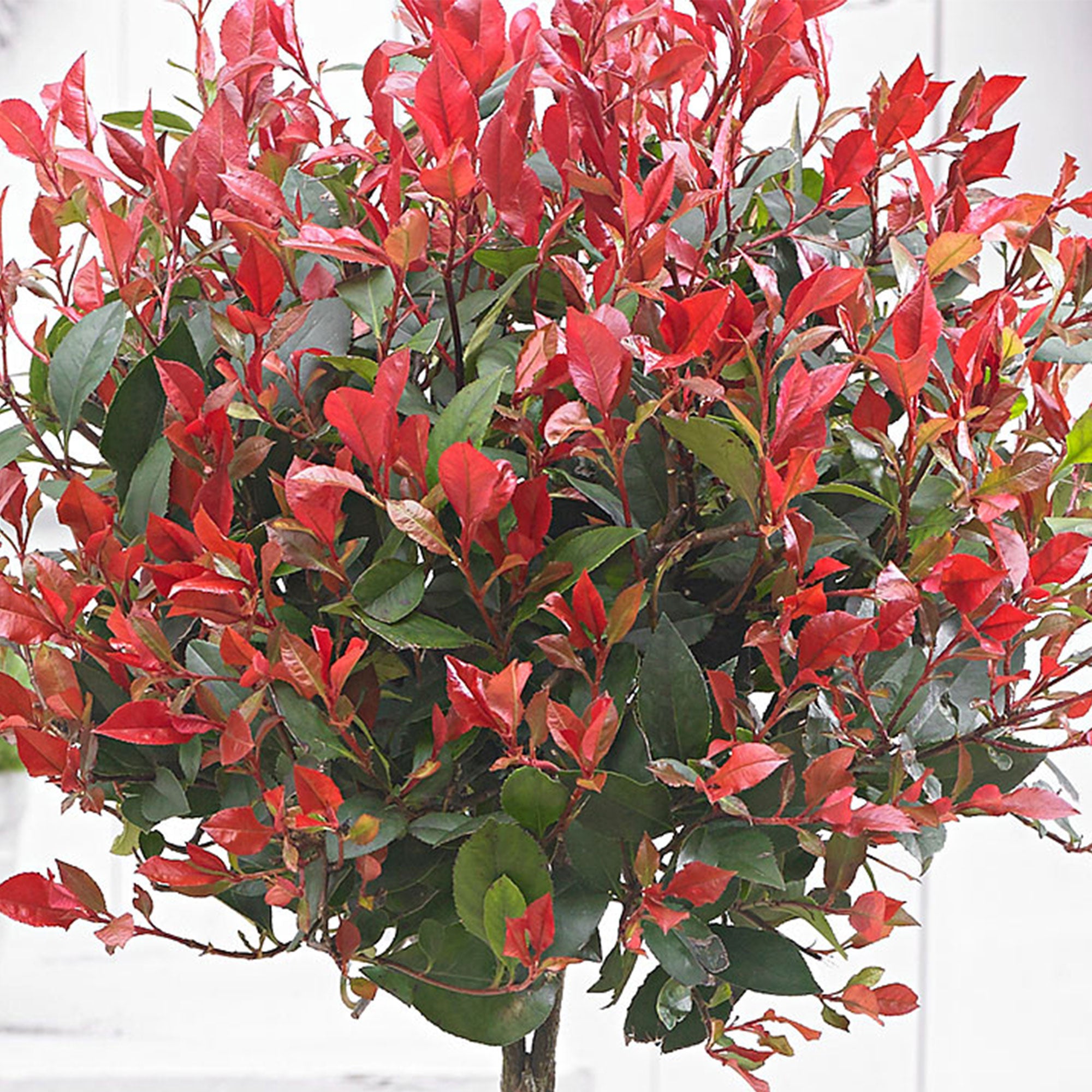 Buy ornamental shrubs now Photinia Photinia 'Red Robin' on stem green ...