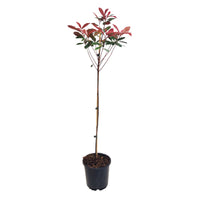 Photinia Photinia 'Red Robin' on stem green-red