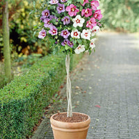 Althea shrub Hibiscus 'Hardy Hibiscus' + 'Rose of Sharon' + 'Rose Mallow' white-pink-purple - Hardy plant