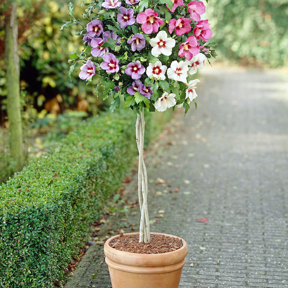 Althea shrub Hibiscus 'Hardy Hibiscus' + 'Rose of Sharon' + 'Rose Mallow' white-pink-purple - Hardy plant