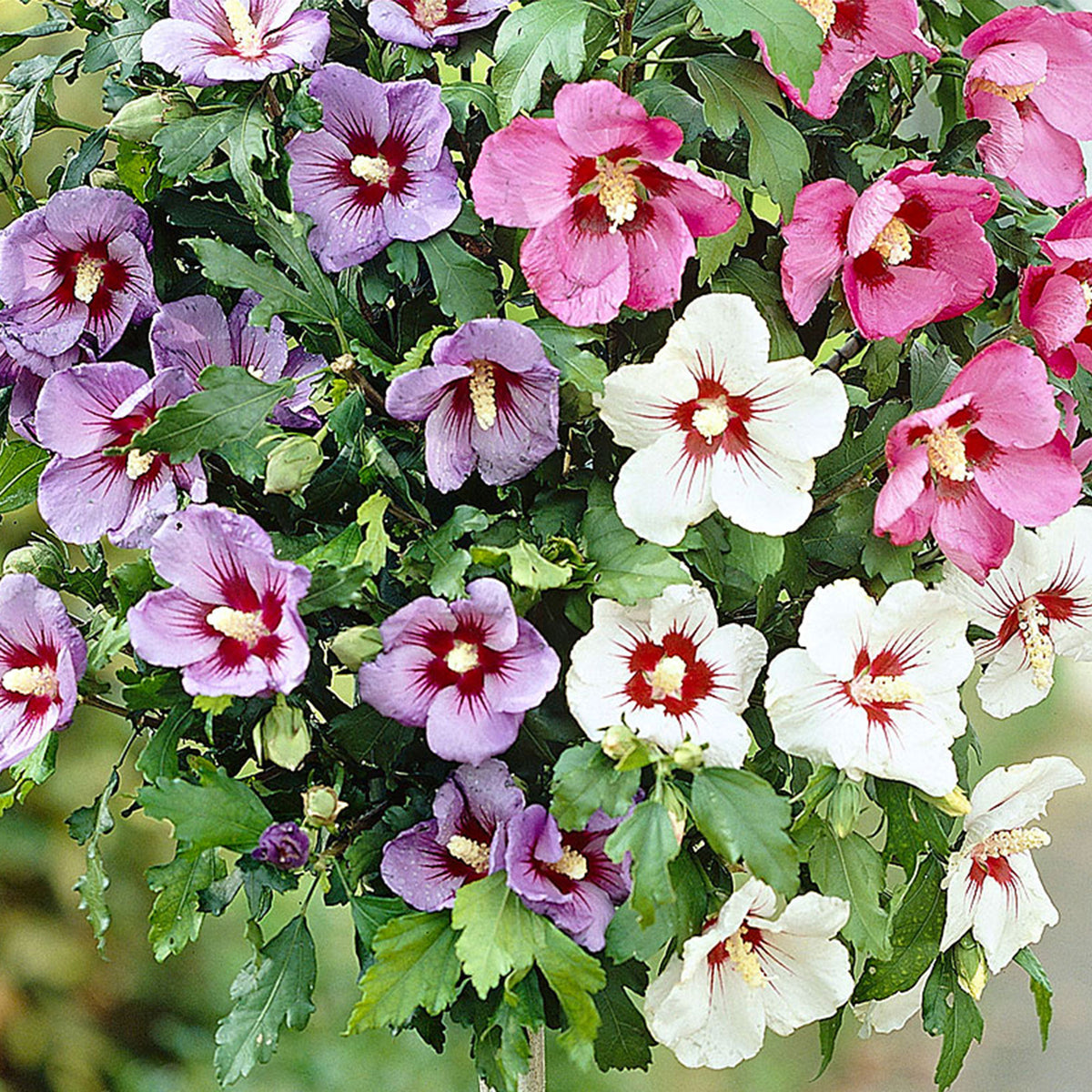 Althea shrub Hibiscus 'Tricolor' red-white-blue