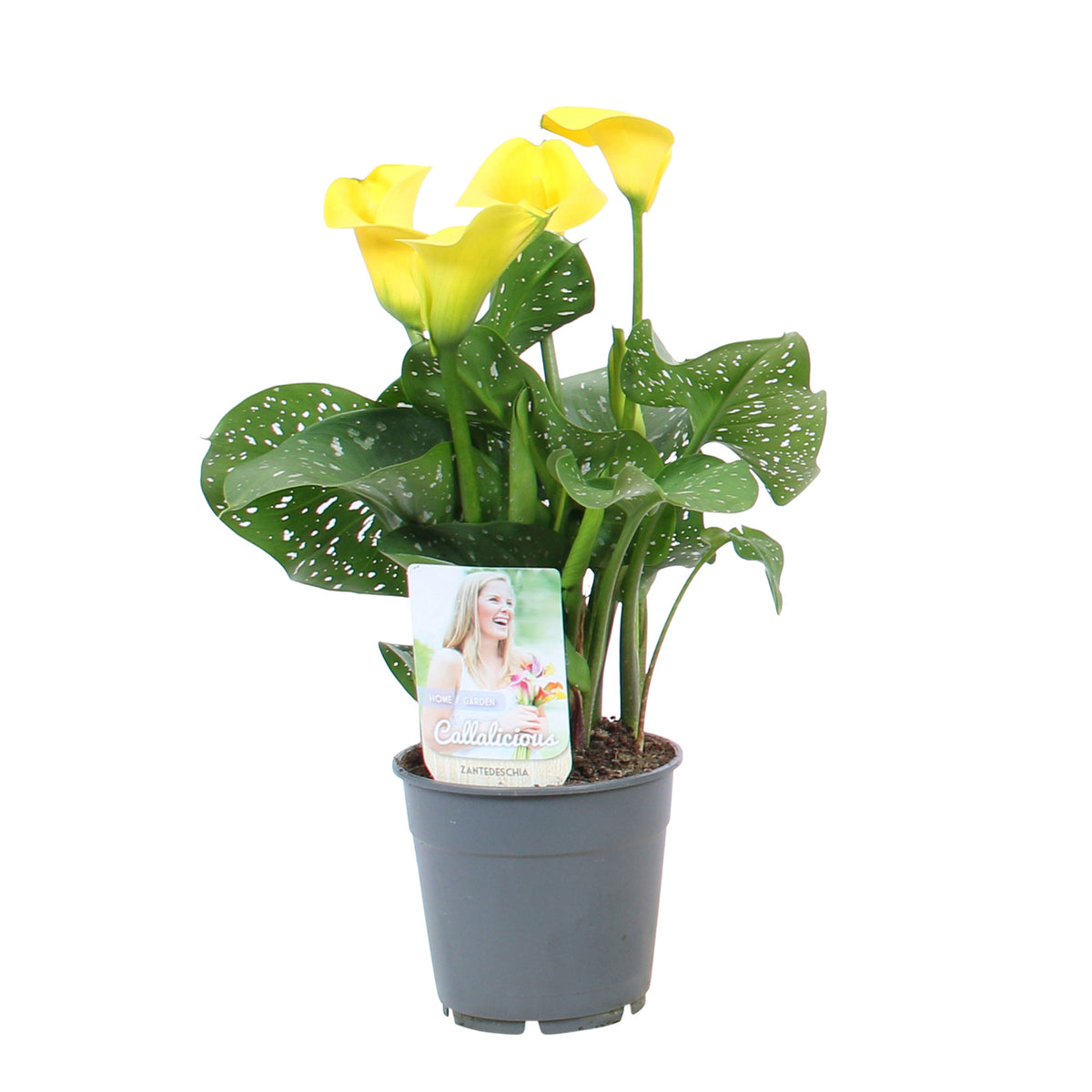 2x Arum Zantedeschia 'Summer Sun' yellow