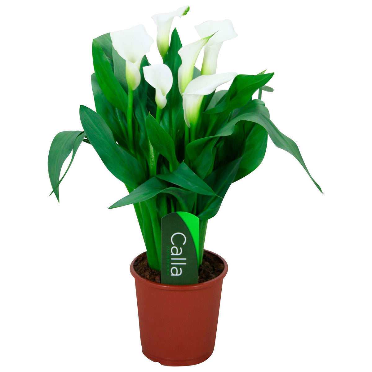 Arum Zantedeschia 'Chrystal Blush' white
