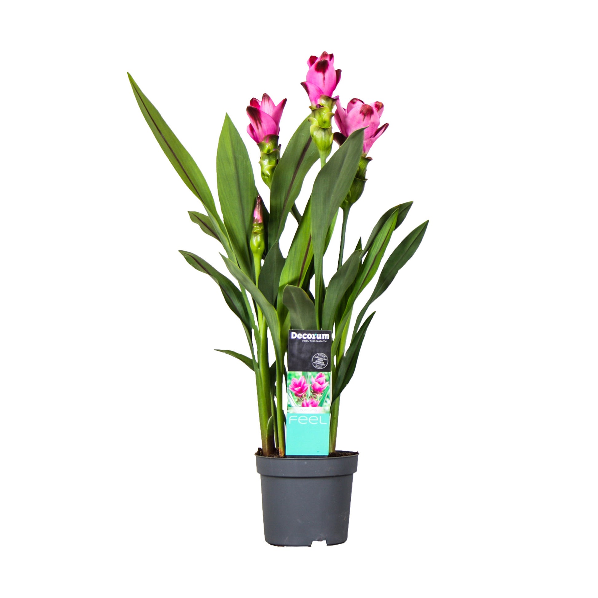 curcuma house plant Turmeric Curcuma 'Siam Splash' Purple
