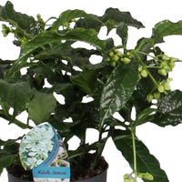 Harlequin glorybower Clerodendrum 'Prospero' White