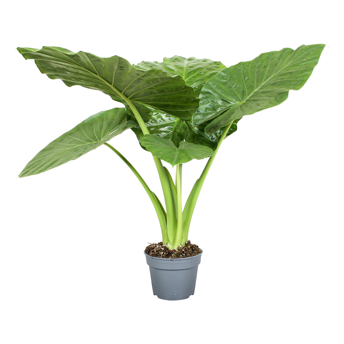 Elephant's ear Alocasia odora