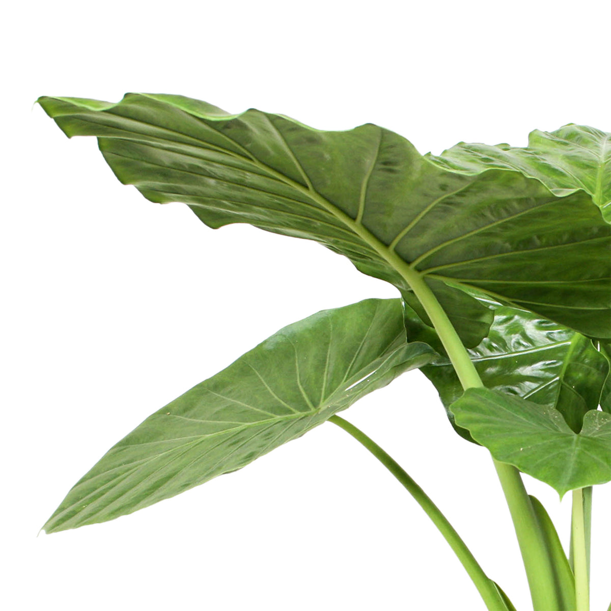 Elephant's ear Alocasia odora