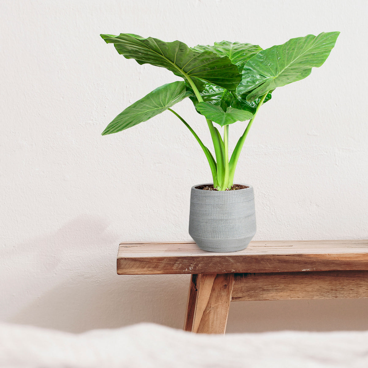 Elephant's ear Alocasia odora