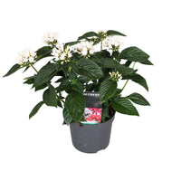 Egyptian Star Pentas 'Starcluster' White