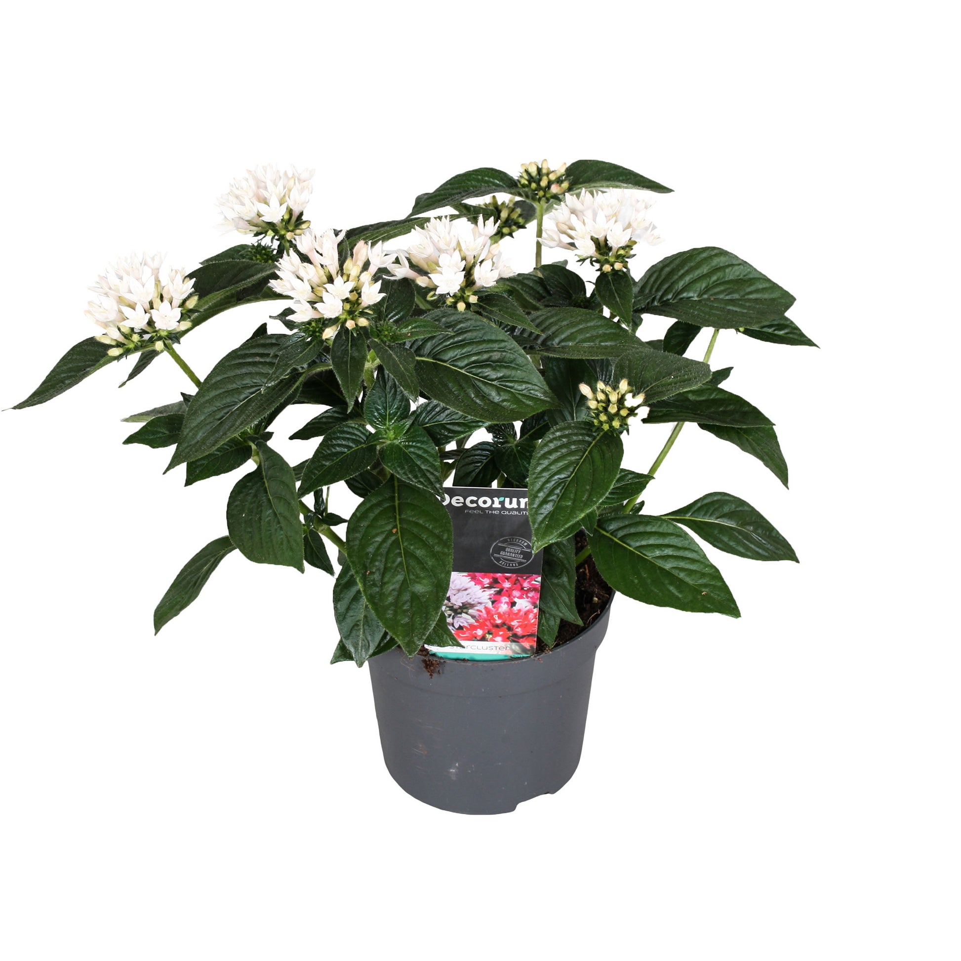 egyptian house plants Egyptian Star Pentas 'Starcluster' White