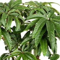 Painted-leaf Begonia luxurians