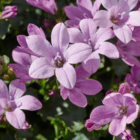 3x Bellflower Campanula 'Ambella Pink' pink hardy perennial 'Pink' Pink - Hardy plant