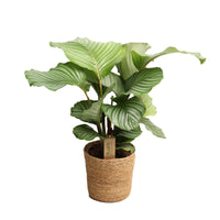 Calathea orbifolia with basket