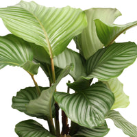 Calathea orbifolia with basket