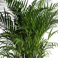 Areca palm Dypsis lutescens XL with palm leaf basket