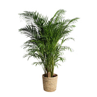Areca palm Dypsis lutescens XL with palm leaf basket