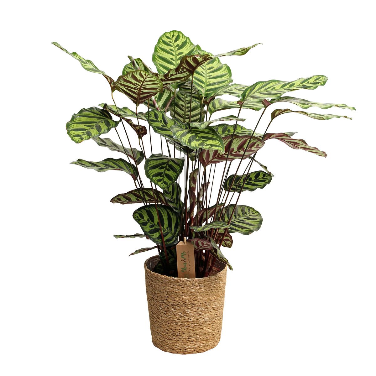 Calathea makoyana with basket