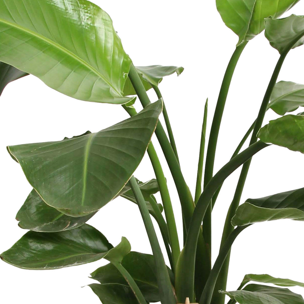 Bird of paradise plant Strelitzia  nicolai incl. basket