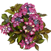 Bigleaf hydrangea Hydrangea 'Dark Angel' Purple - Hardy plant