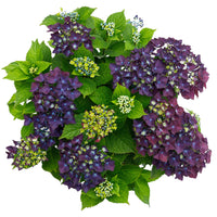 Bigleaf hydrangea Hydrangea macrophylla Purple - Hardy plant