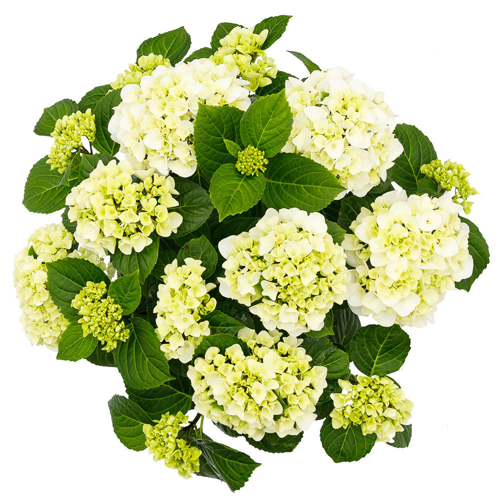 Buy ornamental shrubs now Bigleaf hydrangea Hydrangea macrophylla White ...