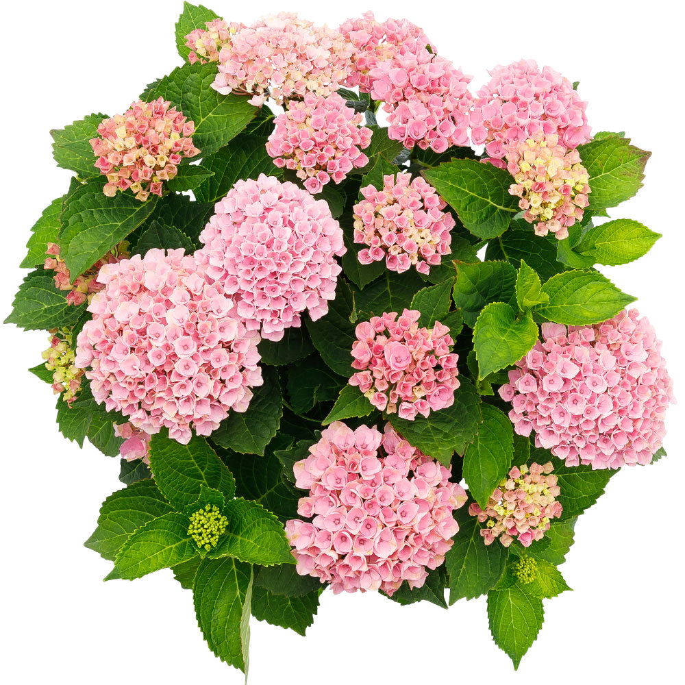Bigleaf hydrangea Hydrangea 'Revolution Pink' Pink-Green - Hardy plant