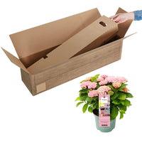 Bigleaf hydrangea Hydrangea 'Revolution Pink' Pink-Green - Hardy plant
