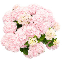 Bigleaf hydrangea Hydrangea 'Soft Pink Salsa' Pink - Hardy plant