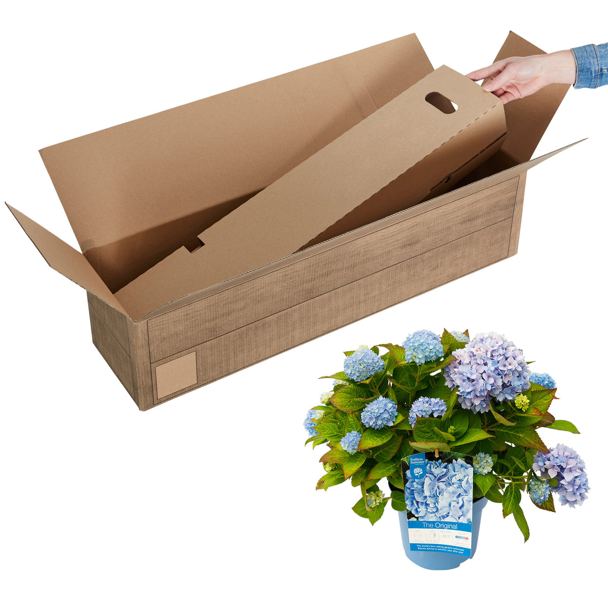 Bigleaf hydrangea Hydrangea 'The Original Blue' Blue - Hardy plant