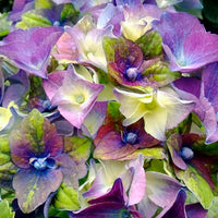 Bigleaf hydrangea Hydrangea 'Royalty Lady Mata Hari' Blue - Hardy plant