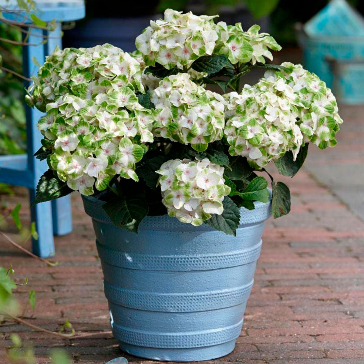 Bigleaf hydrangea Hydrangea 'Noblesse' White-Green - Hardy plant