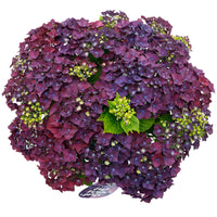 Bigleaf hydrangea Hydrangea 'Deep Purple Dance' Purple - Hardy plant