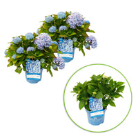 Bigleaf hydrangea Hydrangea 'The Original Blue' Blue - Hardy plant