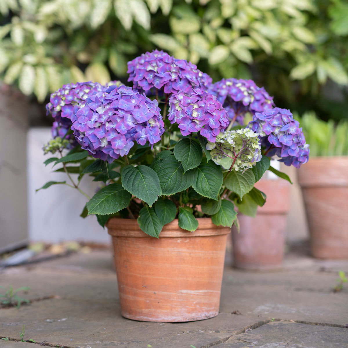Bigleaf hydrangea Hydrangea 'The Original Blue' Blue - Hardy plant